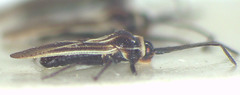 Epimixia vulturna