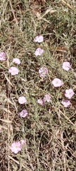 Convolvulus remotus