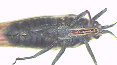 Epimixia vulturna