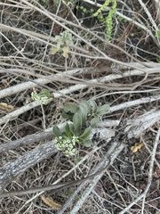 Tournefortia pubescens