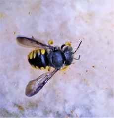 Severanthidium