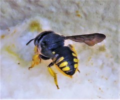 Severanthidium