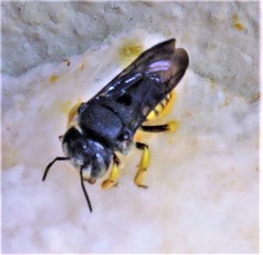 Severanthidium