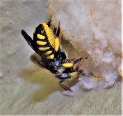 Severanthidium