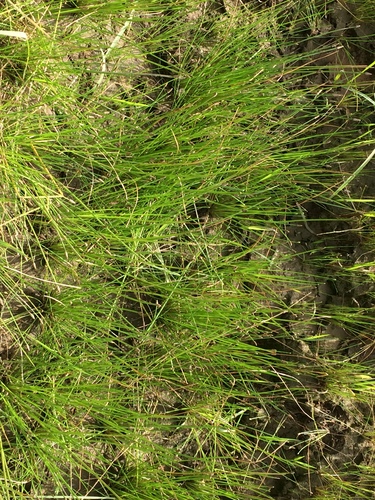 Image of Eleocharis engelmannii by (c) Matthew Sirotkin, some rights reserved (CC BY)