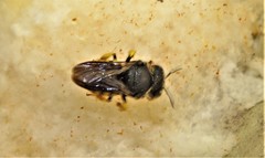 Severanthidium
