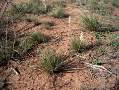 Rytidosperma setaceum