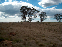 Eucalyptus microcarpa