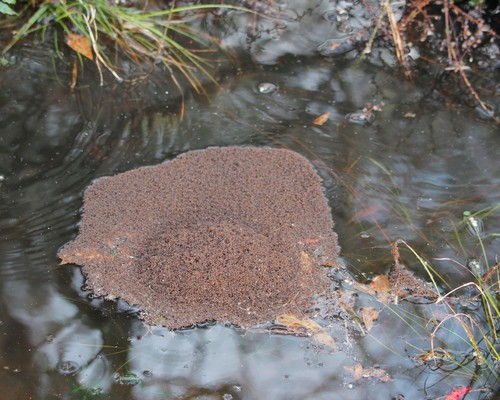 Red Imported Fire Ant, Texas, US, photo 10 of 10