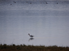 Recurvirostra americana