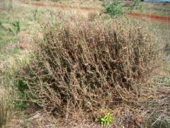 Sclerolaena muricata