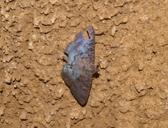 Speiredonia