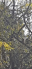 Argya striata