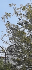 Argya striata