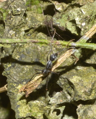 Camponotus gambeyi