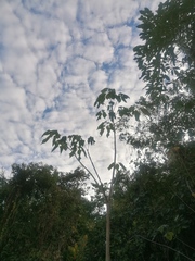 Roseodendron donnell-smithii