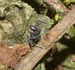 Camponotus gambeyi