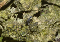 Camponotus gambeyi
