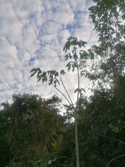 Roseodendron donnell-smithii