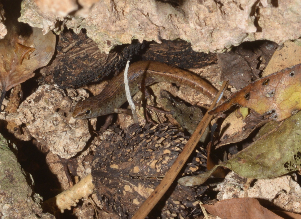 Pale-Hipped Skink
