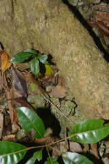 Celatiscincus euryotis