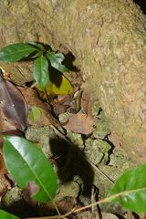 Celatiscincus euryotis