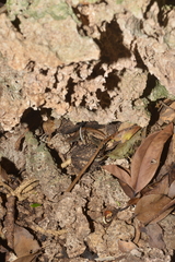 Celatiscincus euryotis