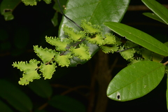 Lygodium reticulatum