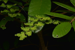 Lygodium reticulatum