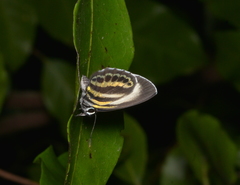 Nothodanis schaeffera