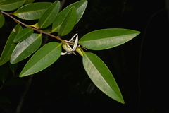 Xylopia pancheri