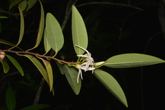 Xylopia pancheri