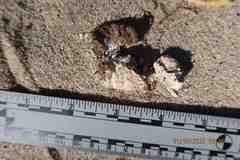 Geococcyx californianus