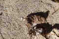 Geococcyx californianus