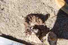 Geococcyx californianus