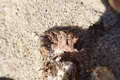 Geococcyx californianus