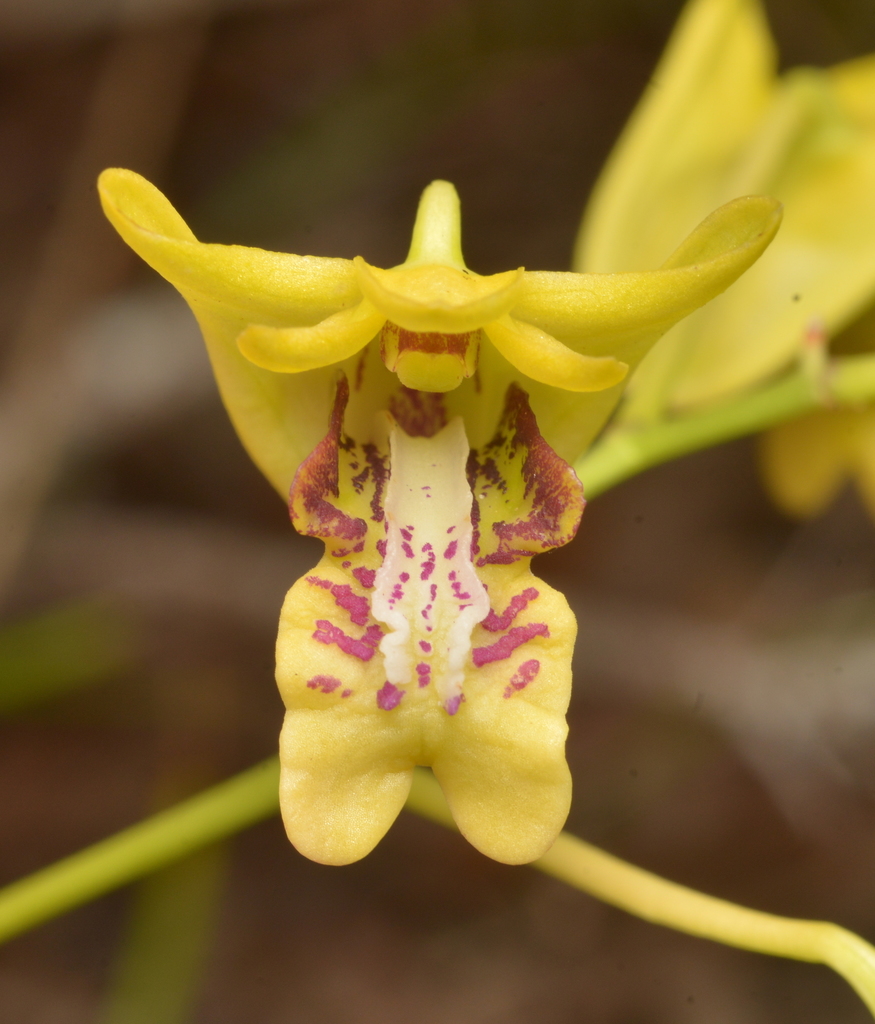 Dendrobium closterium Rchb.f.