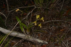 Dendrobium closterium
