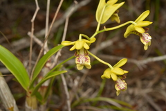 Dendrobium closterium