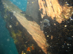 Parablennius tasmanianus