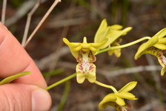 Dendrobium closterium