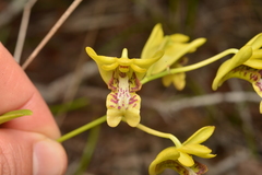 Dendrobium closterium