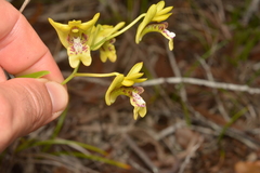 Dendrobium closterium