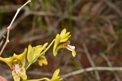 Dendrobium closterium