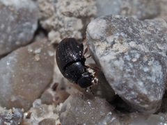 Cryptopleurum minutum