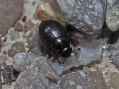 Cryptopleurum minutum