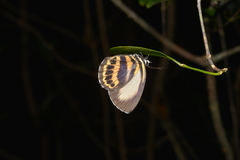 Nothodanis schaeffera