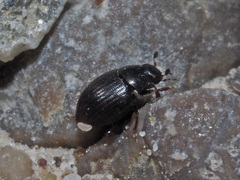 Cryptopleurum minutum
