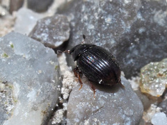 Cryptopleurum minutum