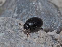 Cryptopleurum minutum